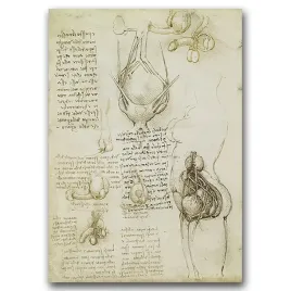 plakat-w-stylu-retro-da-vinci-uklad-rozrodczy-a1