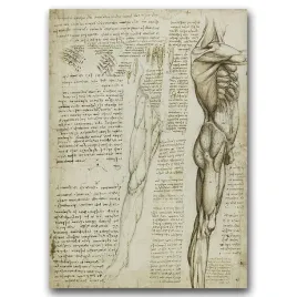 plakat-w-stylu-retro-da-vinci-miesnie-nog-a1