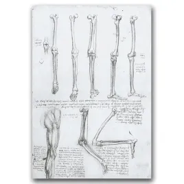plakat-na-plotnie-na-sciane-da-vinci-kosci-nog-a1