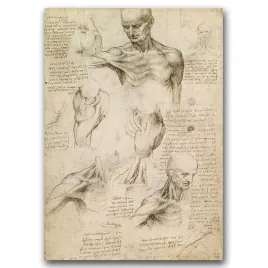 klasyczny-plakat-do-pokoju-da-vinci-miesnie-a1