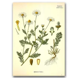 plakat-na-plotnie-w-stylu-retro-rumianek-a1