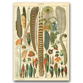 plakat-do-pokoju-piora-adolphe-millot-a1-594x841