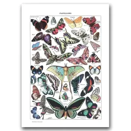plakat-vintage-na-plotnie-motyl-a1-594x841-cm
