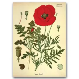 retro-plakat-botaniczny-nadruk-czerwony-mak-a1