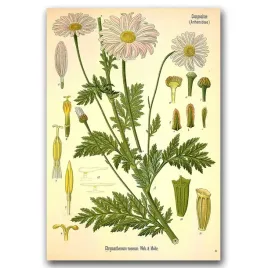 plakat-w-stylu-retro-botaniczna-kompozycja-a1