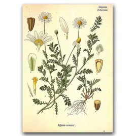plakat-na-sciane-stokrotka-anthemis-arvensis-a1