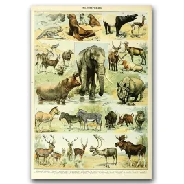 plakat-retro-nauka-adolphe-millot-mammal-a1