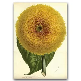 plakat-w-stylu-vintage-na-plotnie-sloneczniki-a1