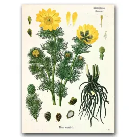 plakat-retro-kwiaty-z-rodziny-jaskrowatych-a1