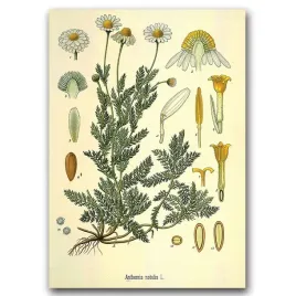 retro-plakat-do-salonu-botaniczna-ilustracja-a1