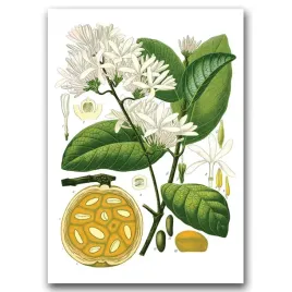 plakat-w-stylu-retro-roslina-landolphia-a1