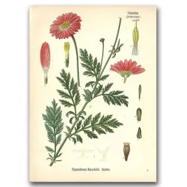 plakat-w-stylu-retro-aster-a1-594x841-cm