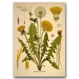 plakat-vintage-do-salonu-teraxacum-officinale-a1