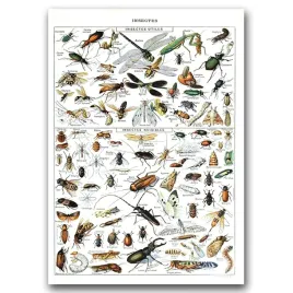 plakat-w-stylu-retro-owady-adolphe-millot-a1