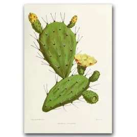plakat-na-plotnie-na-sciane-kaktus-ilustracja-a1