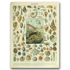 plakat-retro-adolphe-millot-mollusques-a1