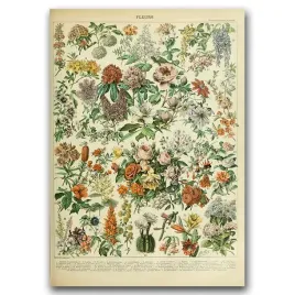 plakat-vintage-na-sciane-adolphe-millot-fleurs-a1