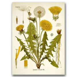 retro-plakat-do-salonu-teraxacum-officinale-a1