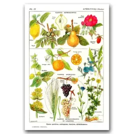plakat-w-stylu-vintage-botaniczny-nadruk-a1