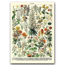 plakat-retro-kwiatowy-nadruk-adolphe-millot-a1