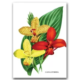 plakat-vintage-flower-print-1957-canna-lily-a1