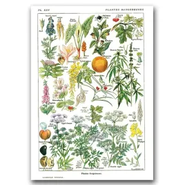 plakat-vintage-niebezpieczne-rosliny-1912-a1