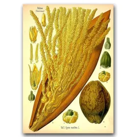 klasyczny-plakat-do-pokoju-palma-i-kokos-a1