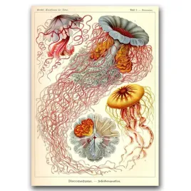 plakat-retro-antyczny-druk-meduz-haeckel-ernst-a1