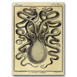plakat-vintage-osmiornica-haeckel-ernst-a1