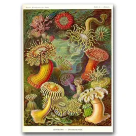 plakat-retro-zwierze-actinia-haeckel-ernst-a1