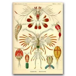 plakat-vintage-marine-copeoda-ernst-haeckel-a1