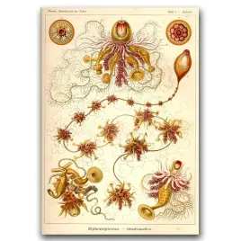 retro-plakat-rurkoplawy-ernst-haeckel-a1-594x841