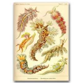 plakat-retro-slimak-nagoskrzelny-ernst-haeckel-a1