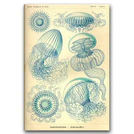 plakat-na-sciane-meduza-ernst-haeckel-a1-594x841