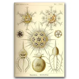 plakat-retro-phaeodaria-ernst-haeckel-a1-594x841