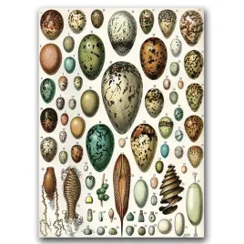 plakat-w-stylu-retro-jajka-adolphe-millot-a1