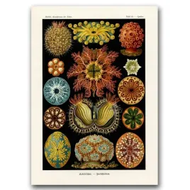 retro-plakat-sea-animal-ascidiae-haeckel-ernst-a1