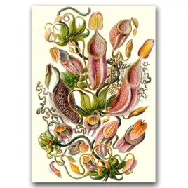 plakat-vintage-do-salonu-roslina-miesozerna-a1
