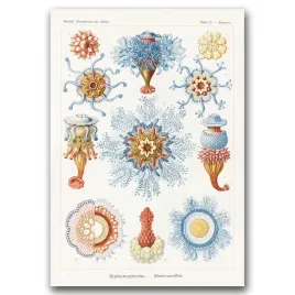 plakat-na-plotnie-na-sciane-morskie-zwierzeta-a1