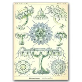 plakat-do-pokoju-meduza-morska-ernst-haeckel-a1