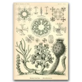 plakat-vintage-na-plotnie-morska-natura-a1