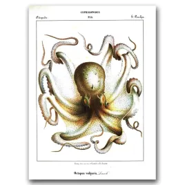 plakat-w-stylu-vintage-osmiornice-glowonogi-a1