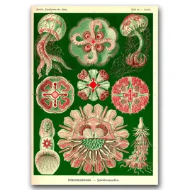 plakat-na-sciane-meduza-ernst-haeckel-a1-594x841