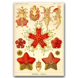 plakat-retro-morskie-okazy-ernst-haeckel-a1