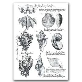 klasyczny-plakat-do-pokoju-plakat-muszli-a1
