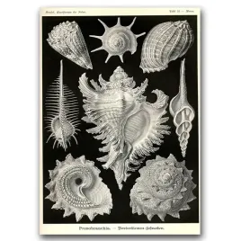 plakat-vintage-na-sciane-muszle-prosobranchia-a1