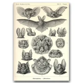 klasyczny-wydruk-na-plotnie-vintage-bats-print-a1
