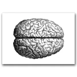 plakat-do-pokoju-anatomiczny-mozg-a1