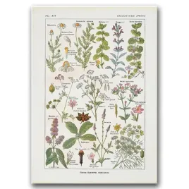 plakat-retro-reprodukcja-rozowego-kwiatu-a1