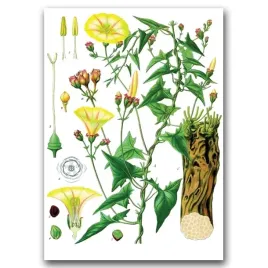 plakat-vintage-do-salonu-botaniczne-motywy-a1